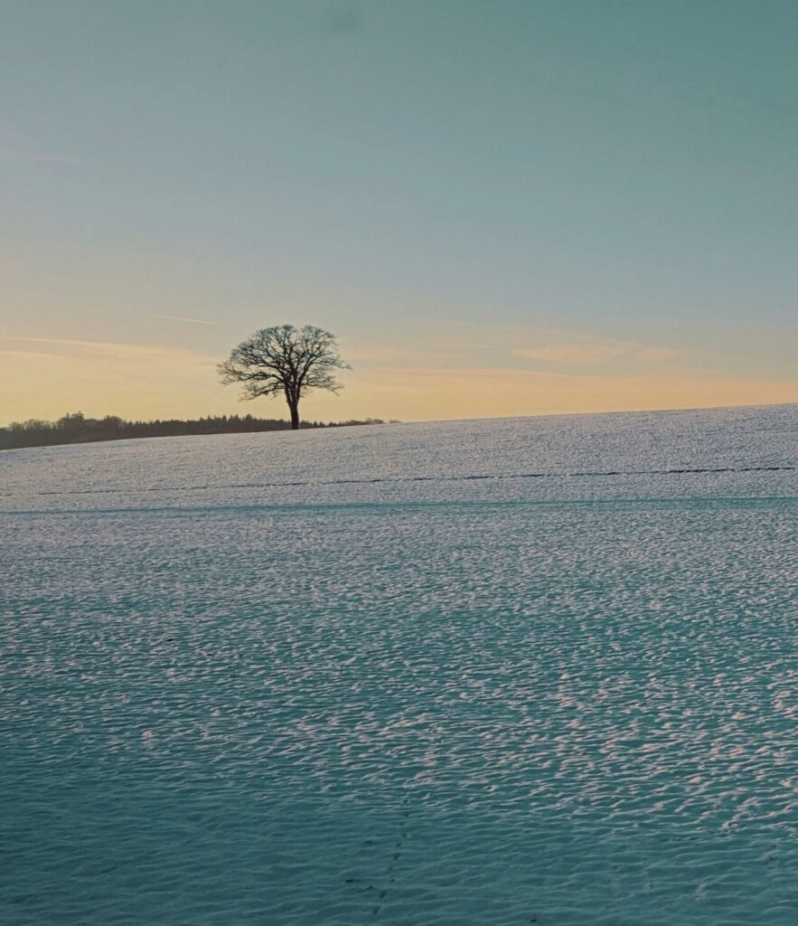 Arbre dans la neige entre romont et fribourg